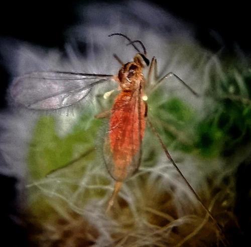 Jaapiella veronicae